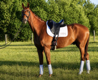 Vente de cheval : F�RST KUPFERHAMMER